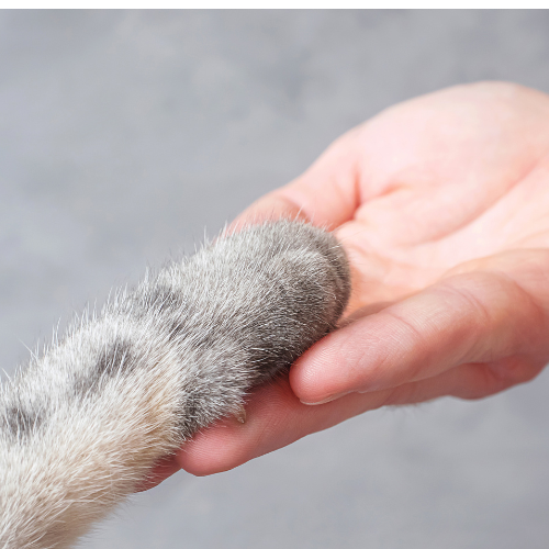 pata de gato com mão humana