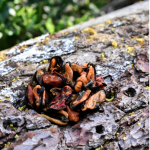 Miolo de Mexilhão Desidratdo