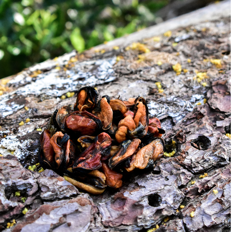 Miolo de Mexilhão Desidratdo